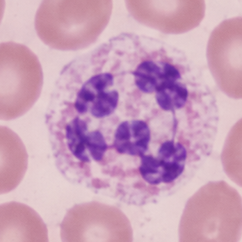 Selected White Blood Cell